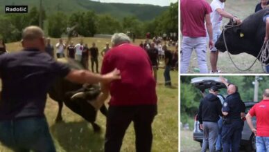 Policija o bikijadi u Radošiću: Muškarac nije postavio dobru ogradu, bikovi su je probili
