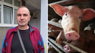 Milovan ostao bez testisa: Išao sam liječiti praščića, svinja me napala i ugrizla za međunožje!